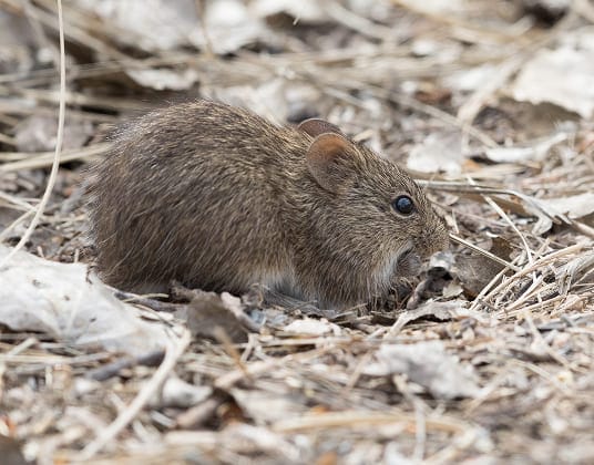 Cotton mouse near leaf debris outside a home