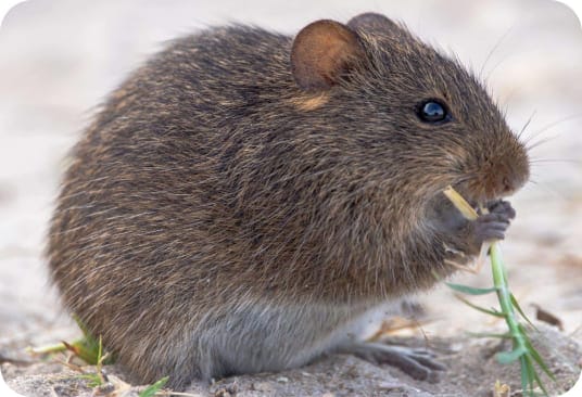 Cotton mouse eating in its natural environment