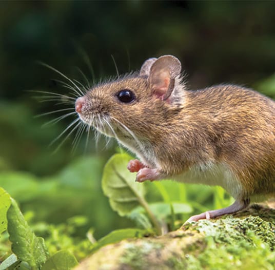 Deer mouse in natural outdoor habitat