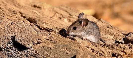Deer mouse peeking out from a rock