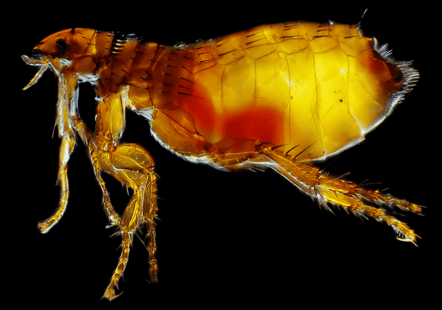 Cat Flea (Ctenocephalides felis)
