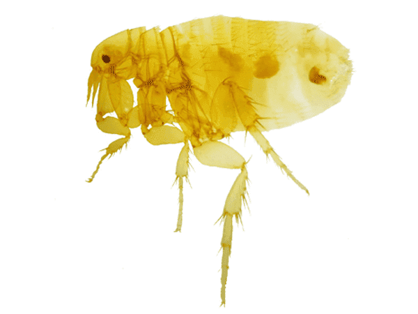 Oriental Rat Flea (Xenopsylla cheopis)