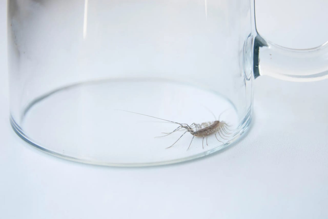 House centipede in its natural humid habitat