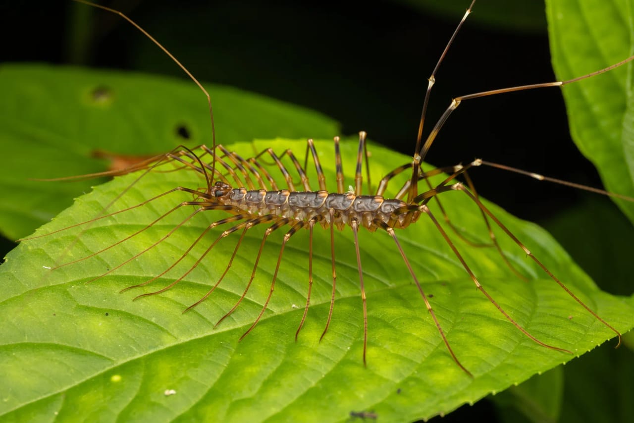 House centipede showing its harmless nature