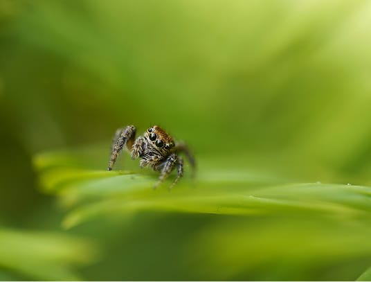 Jumping spider on a green leaf