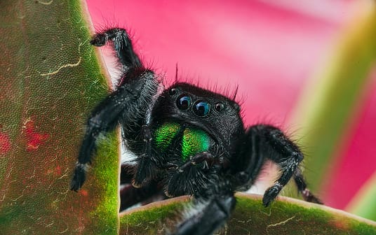 Jumping spider hunting prey