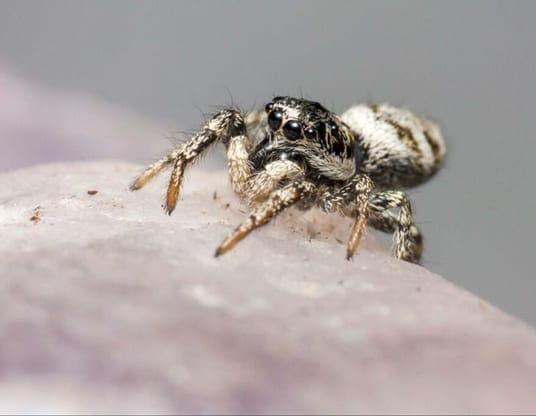 Jumping spider close-up showing its distinctive eyes