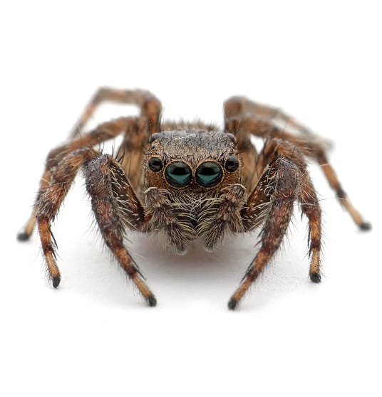 Front-facing close-up of a jumping spider