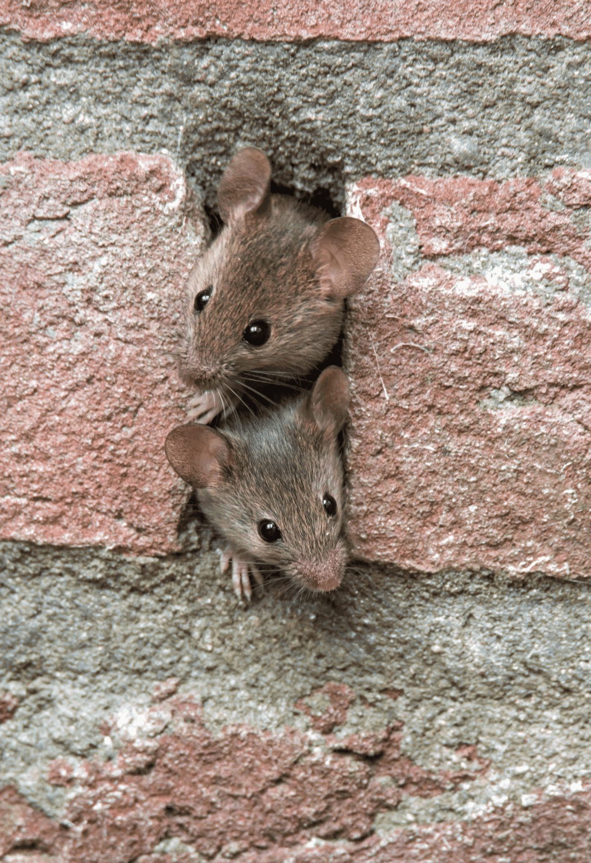 Mice peeking through a brick wall