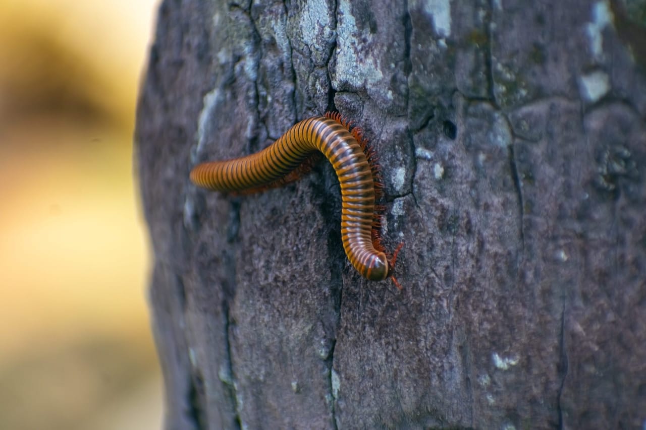 How millipedes and centipedes get inside
