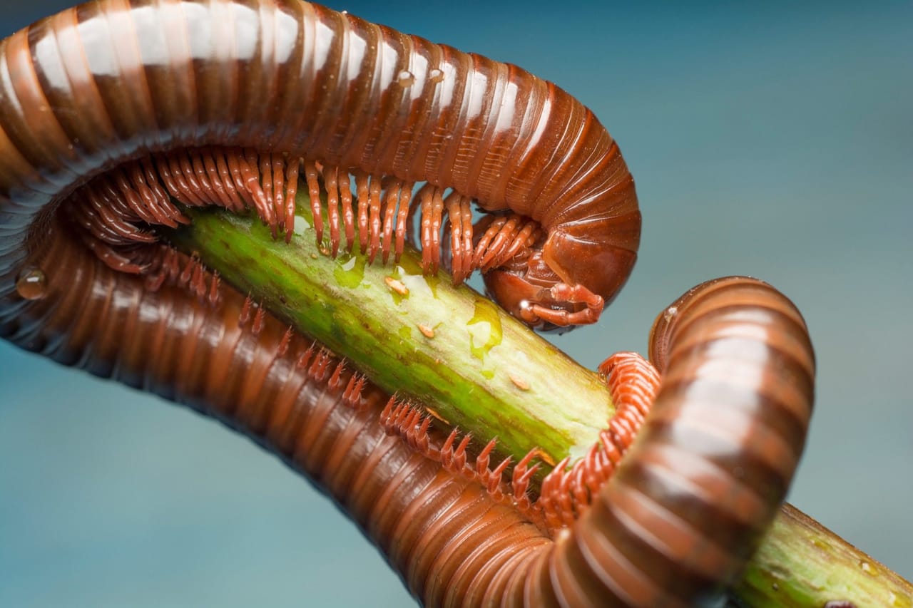 What millipedes and centipedes eat