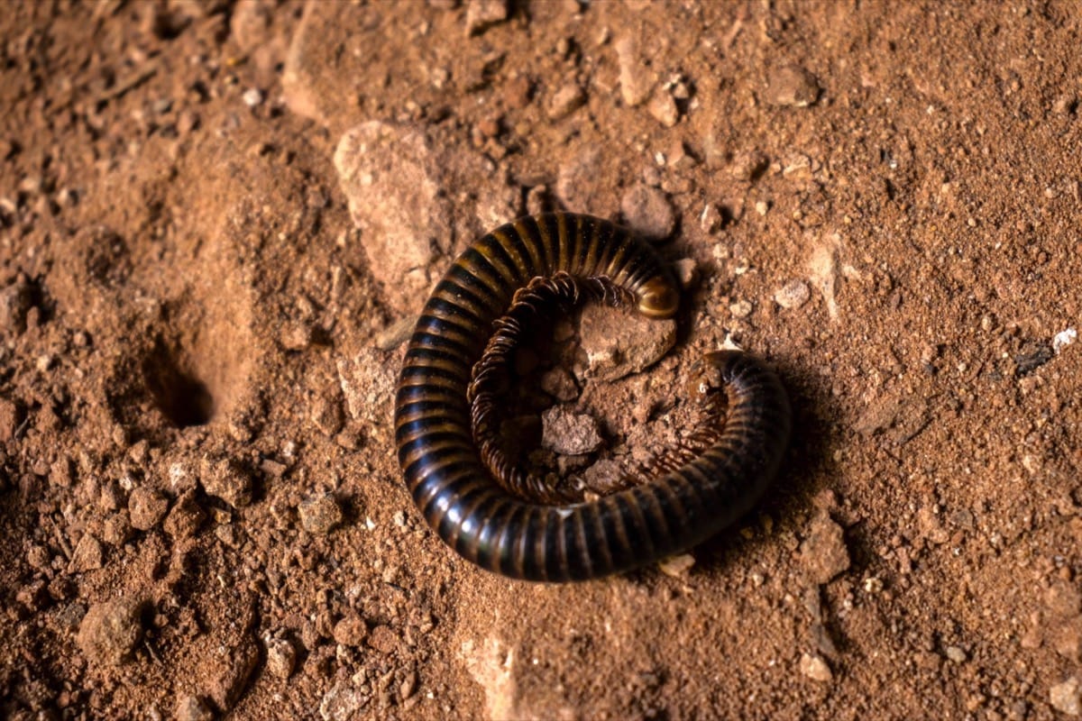 Where millipedes and centipedes live