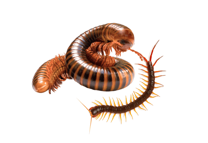 Close-up of a millipede