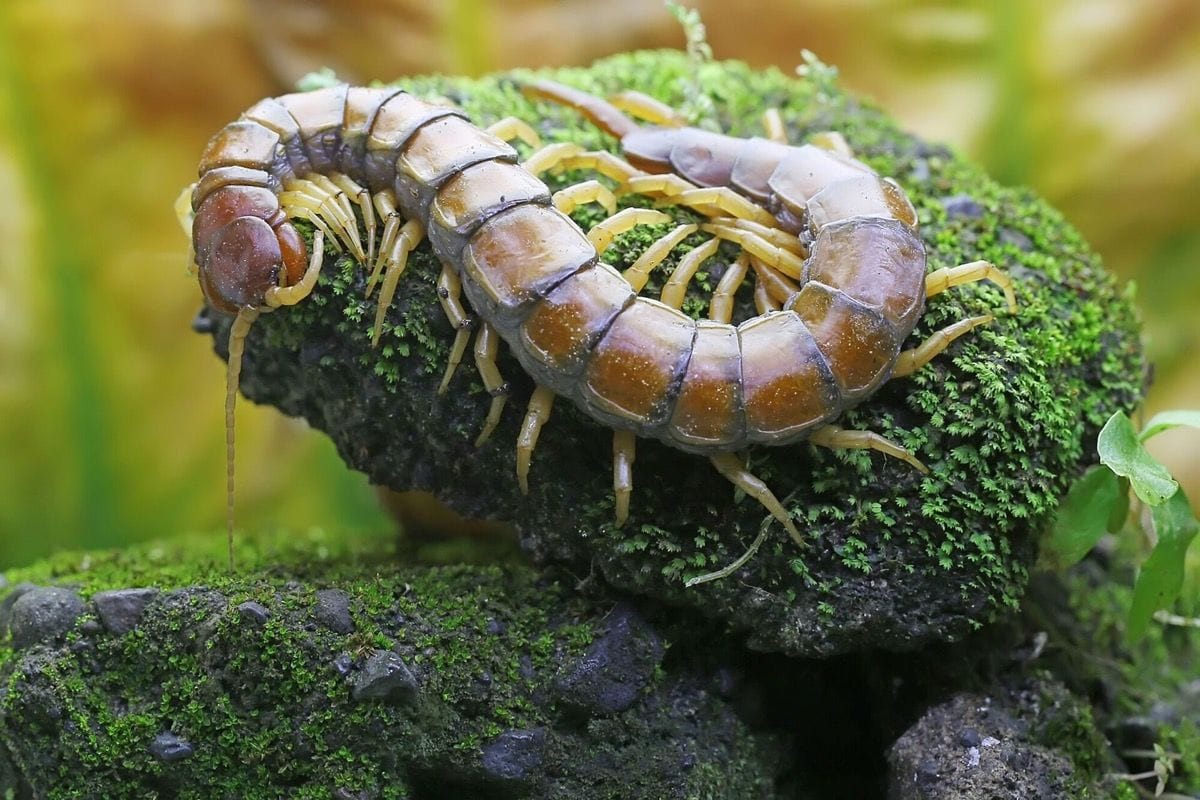 Millipede and centipede life cycle