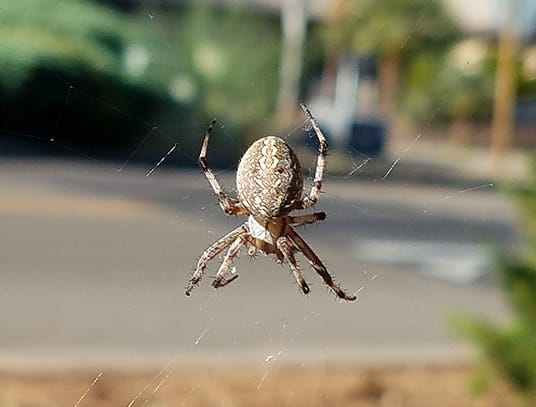 How to identify an orb weaver spider