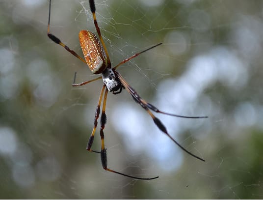 Different types of orb weaver spiders