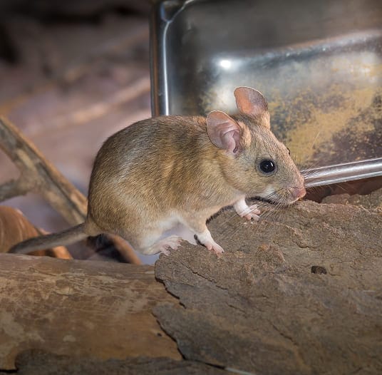 Pack rat collecting shiny objects for its nest