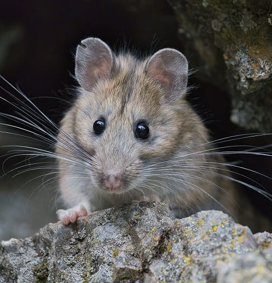 Pack rat up close showing its large ears and eyes
