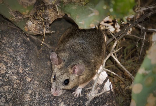 Pack rat close-up showing distinguishing features