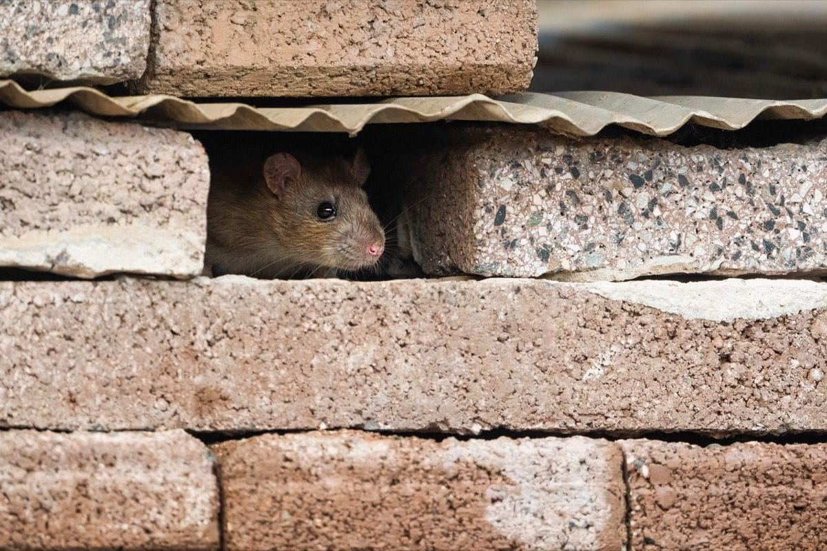 Rats in walls and ceiling