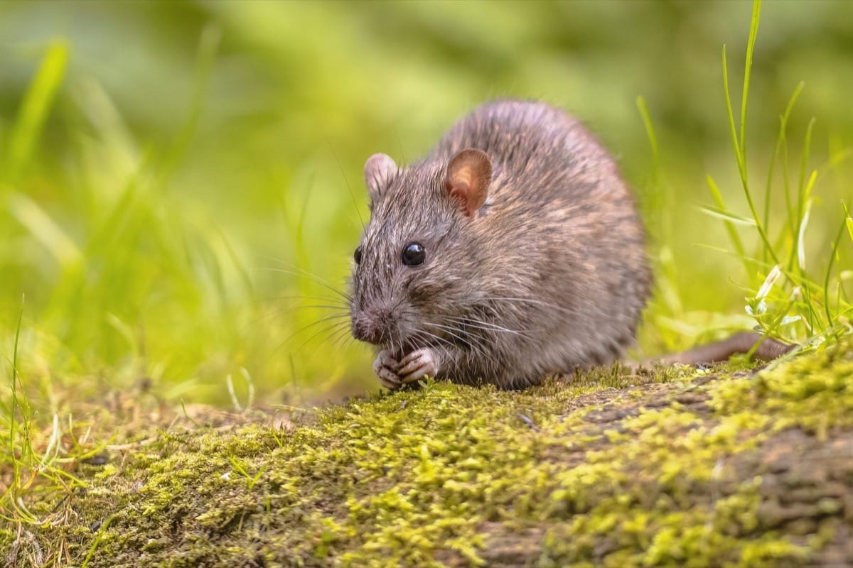 What attracts rodents to your home