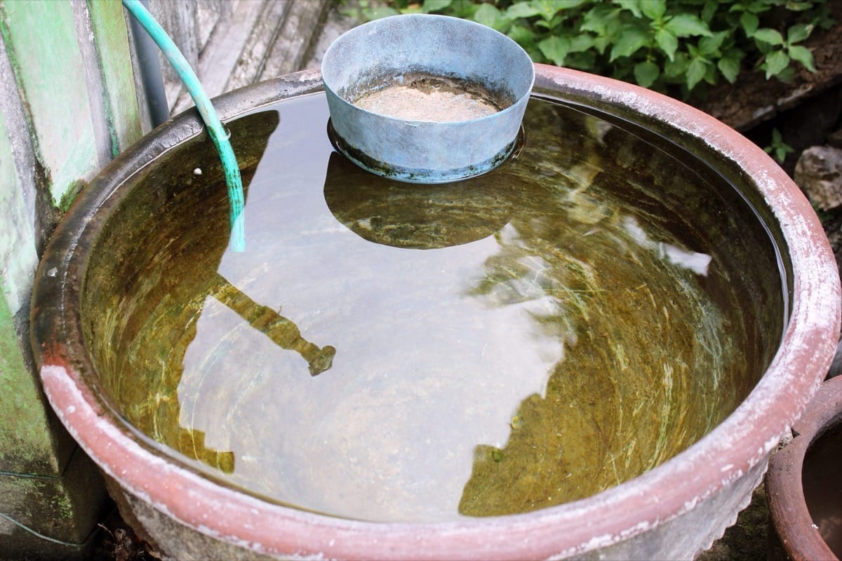 What attracts scorpions to your home