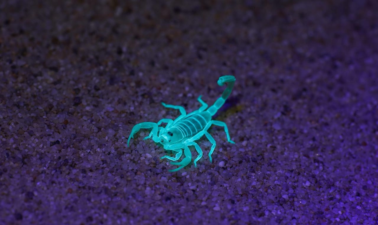 Scorpion activity around the home