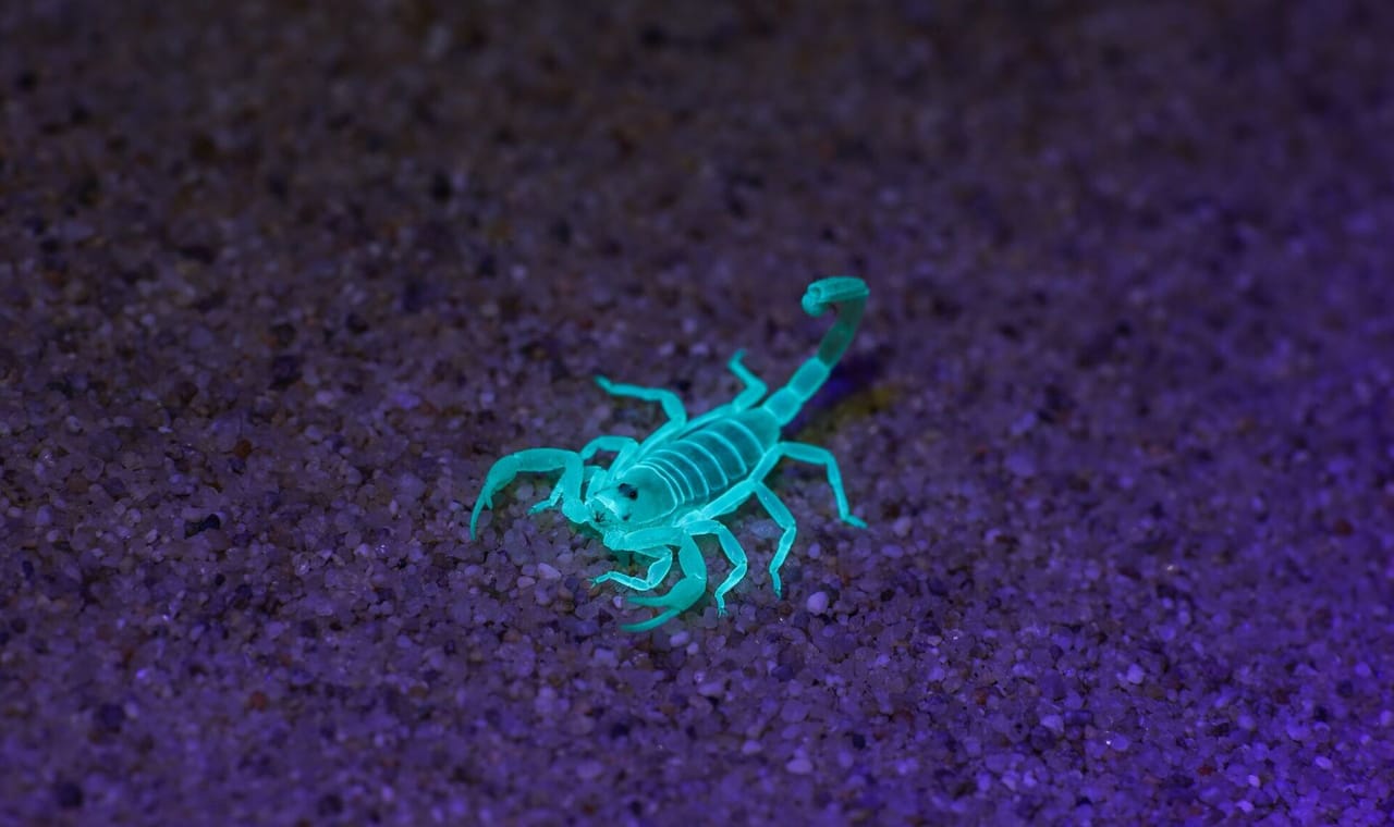 Scorpion activity around the home