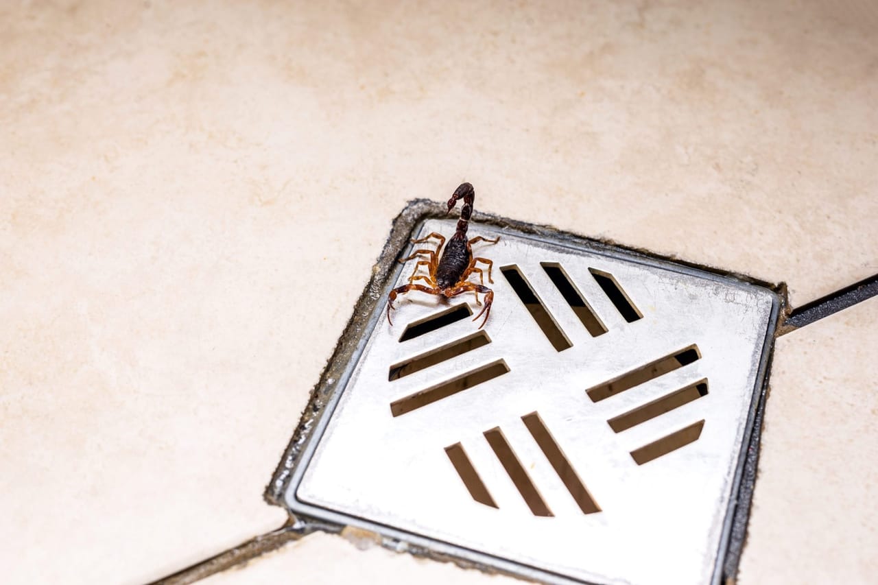 Signs of a scorpion infestation