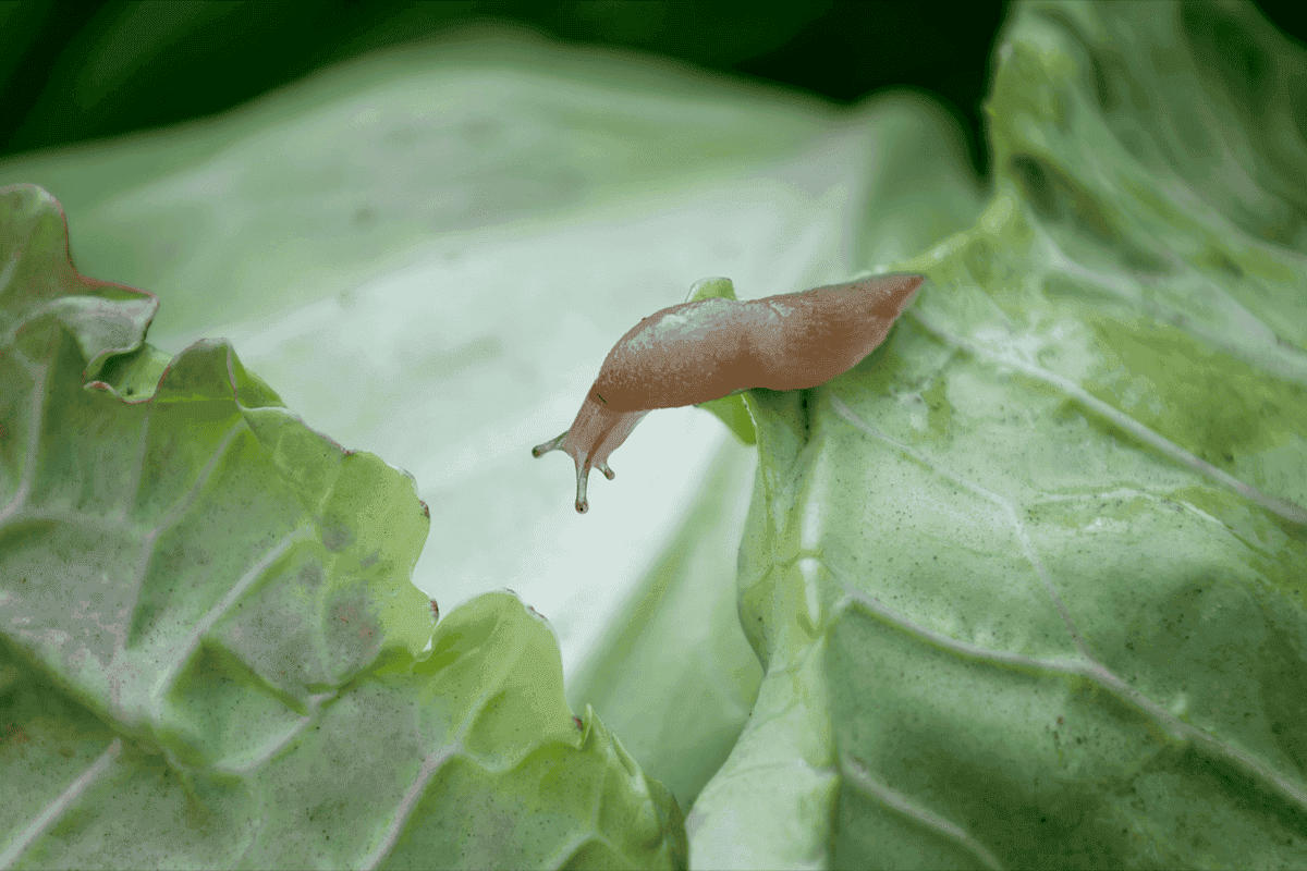 How snails and slugs get in the house