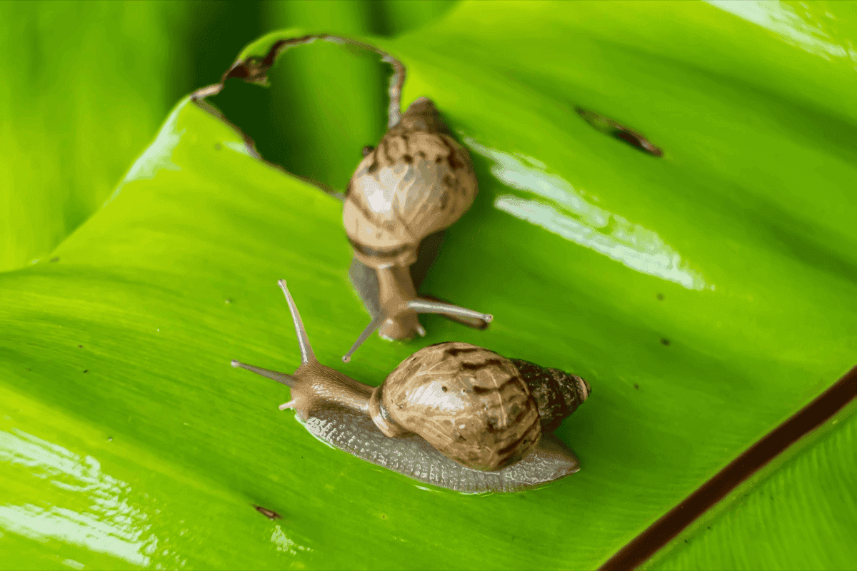 Preventing snail and slug infestations