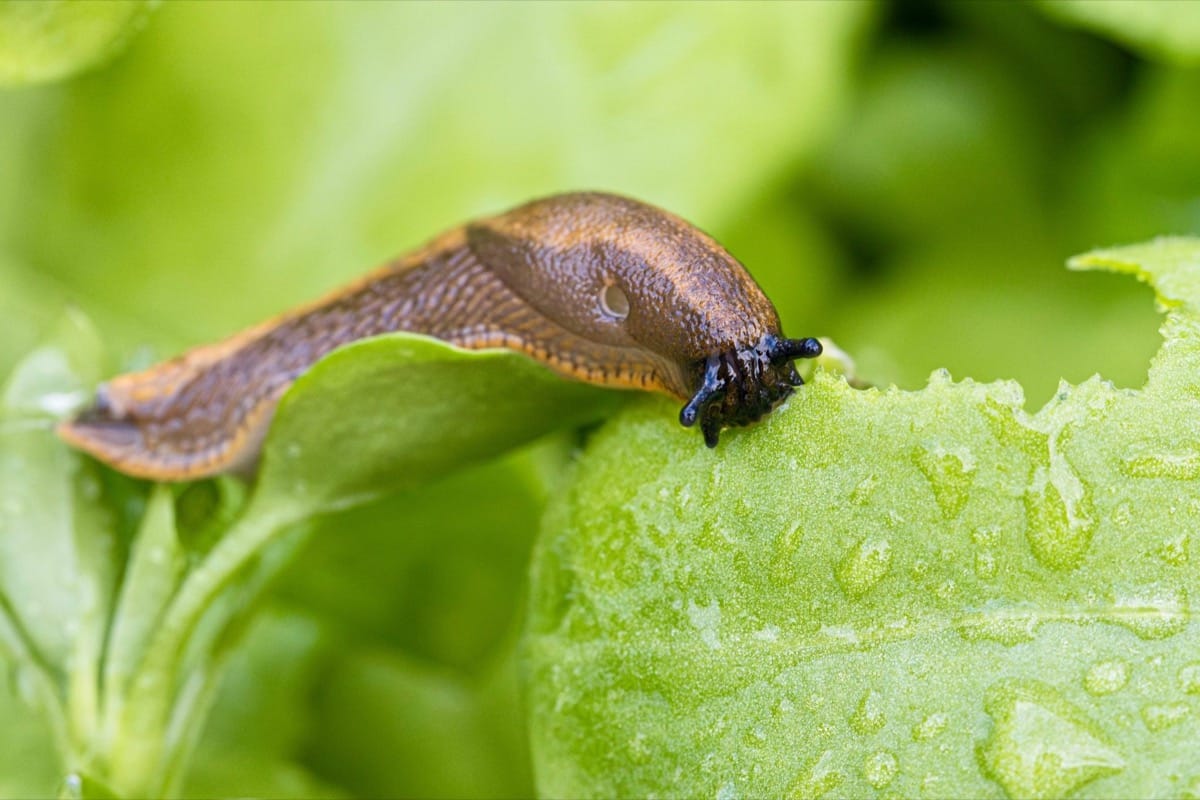 Where snails and slugs live