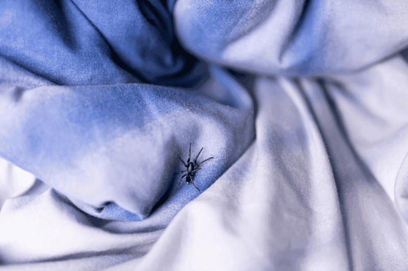 What attracts spiders to your home