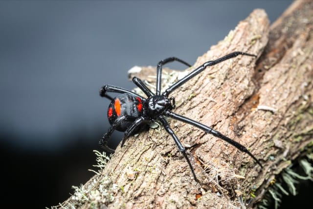 Black Widow (Latrodectus)