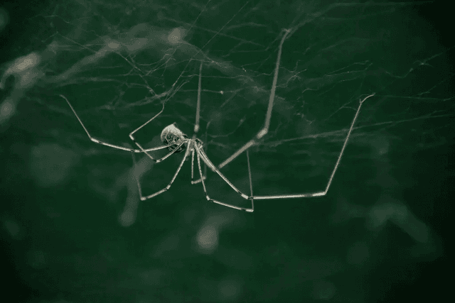 Cellar Spiders