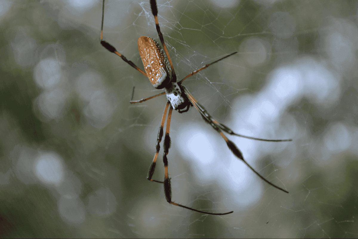 Signs of spiders in your home