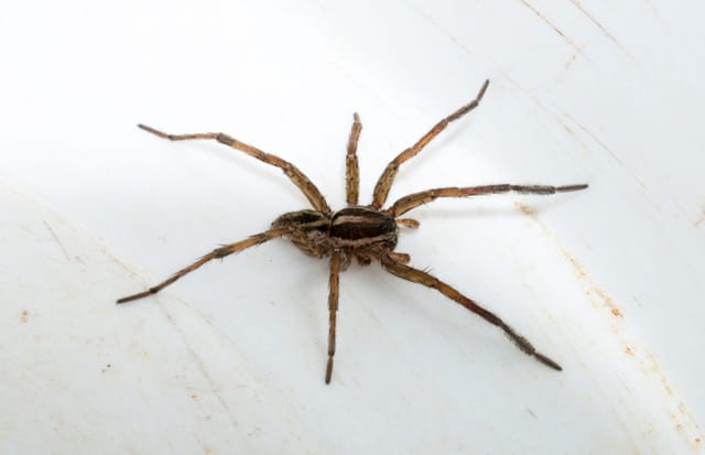 Wolf Spider (Lycosidae)