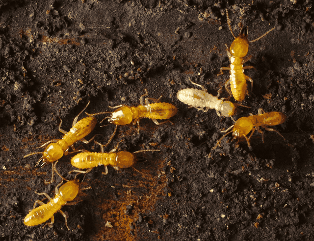 Subterranean termites