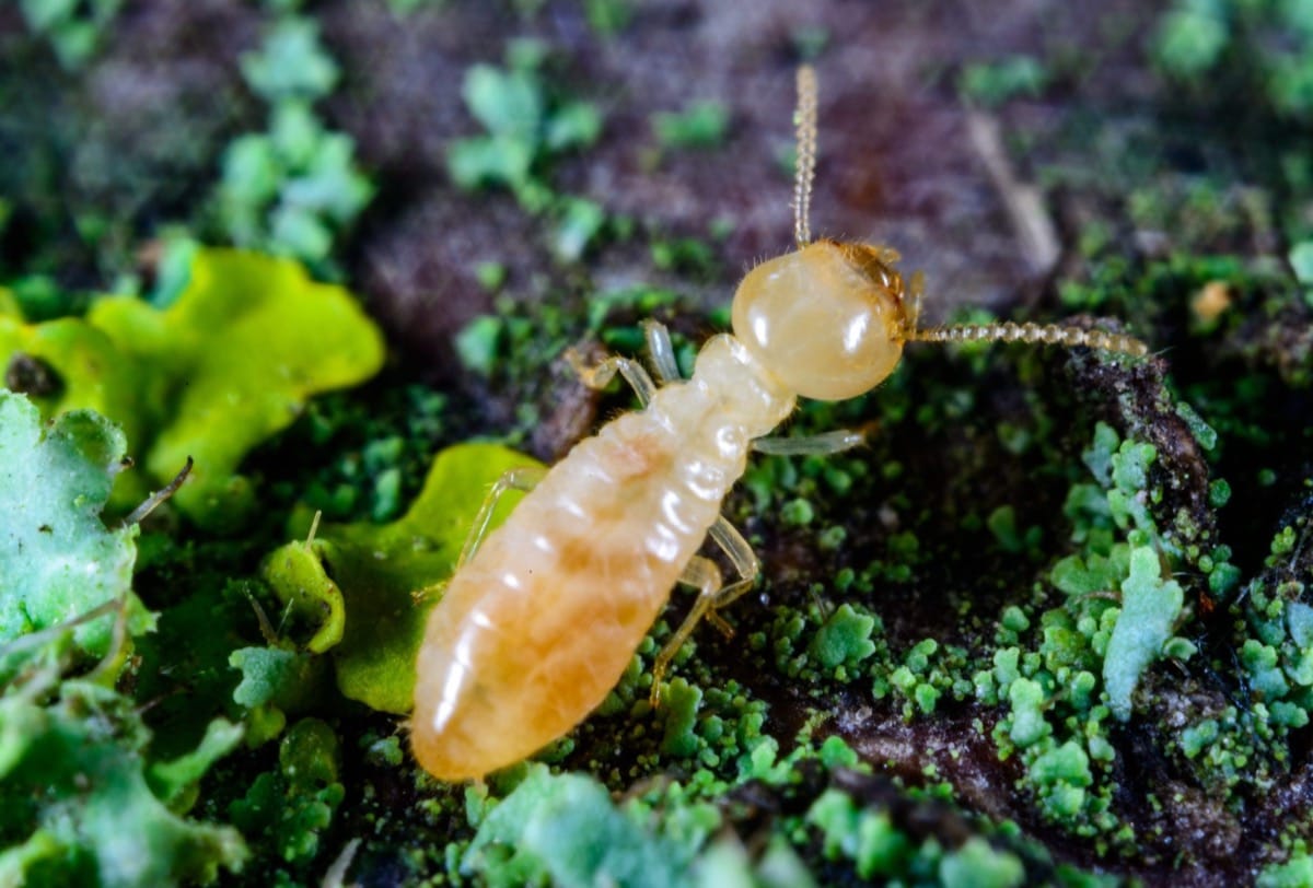 Termite identification close-up