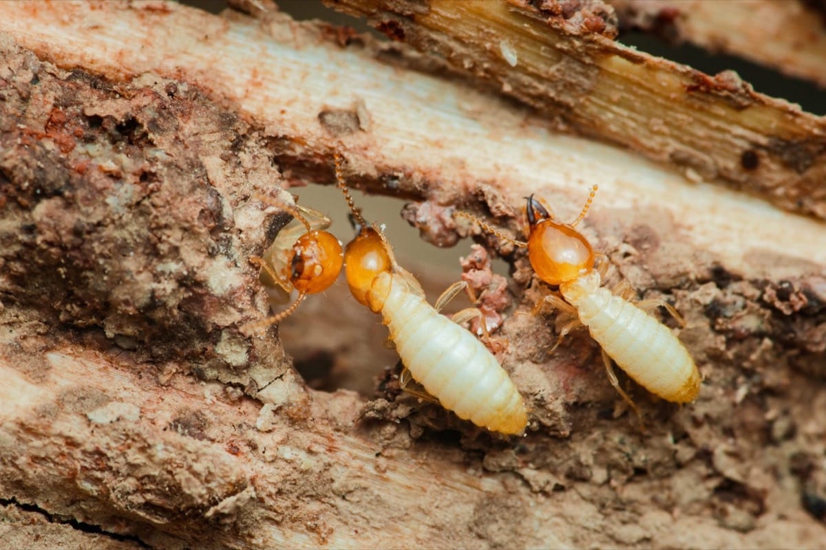 Termite control service offer