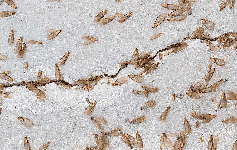 Termite swarmers on a surface