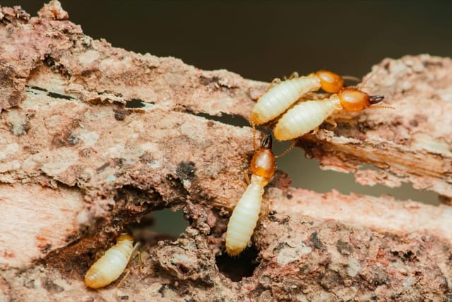 Termites in Texas: Types, Identification, Prevention | Hawx Pest Control