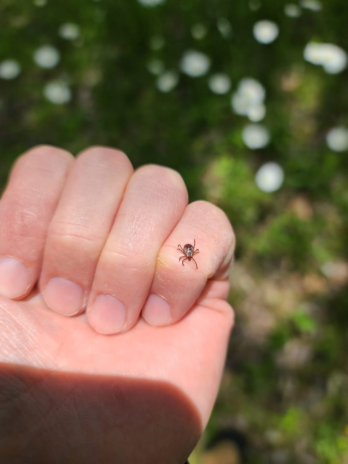 Dangers of tick bites