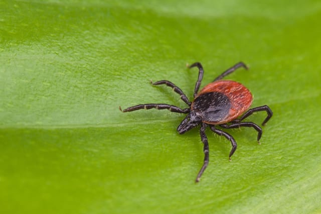 Blacklegged (Deer) Tick