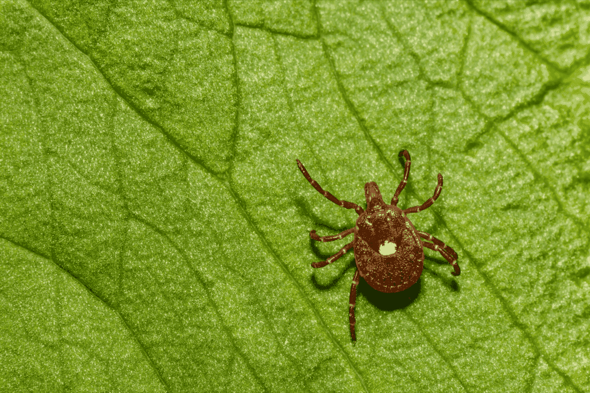 Tick control service offer