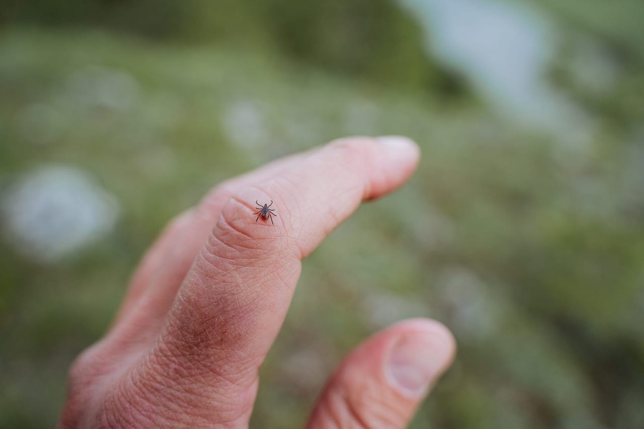 Pet with ticks from outdoors