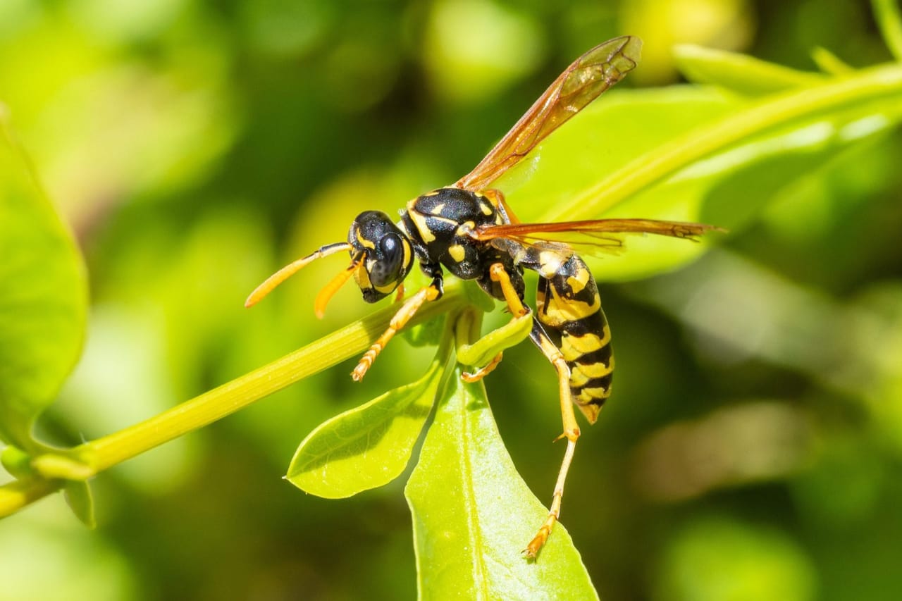 Wasp attracted to food near the home