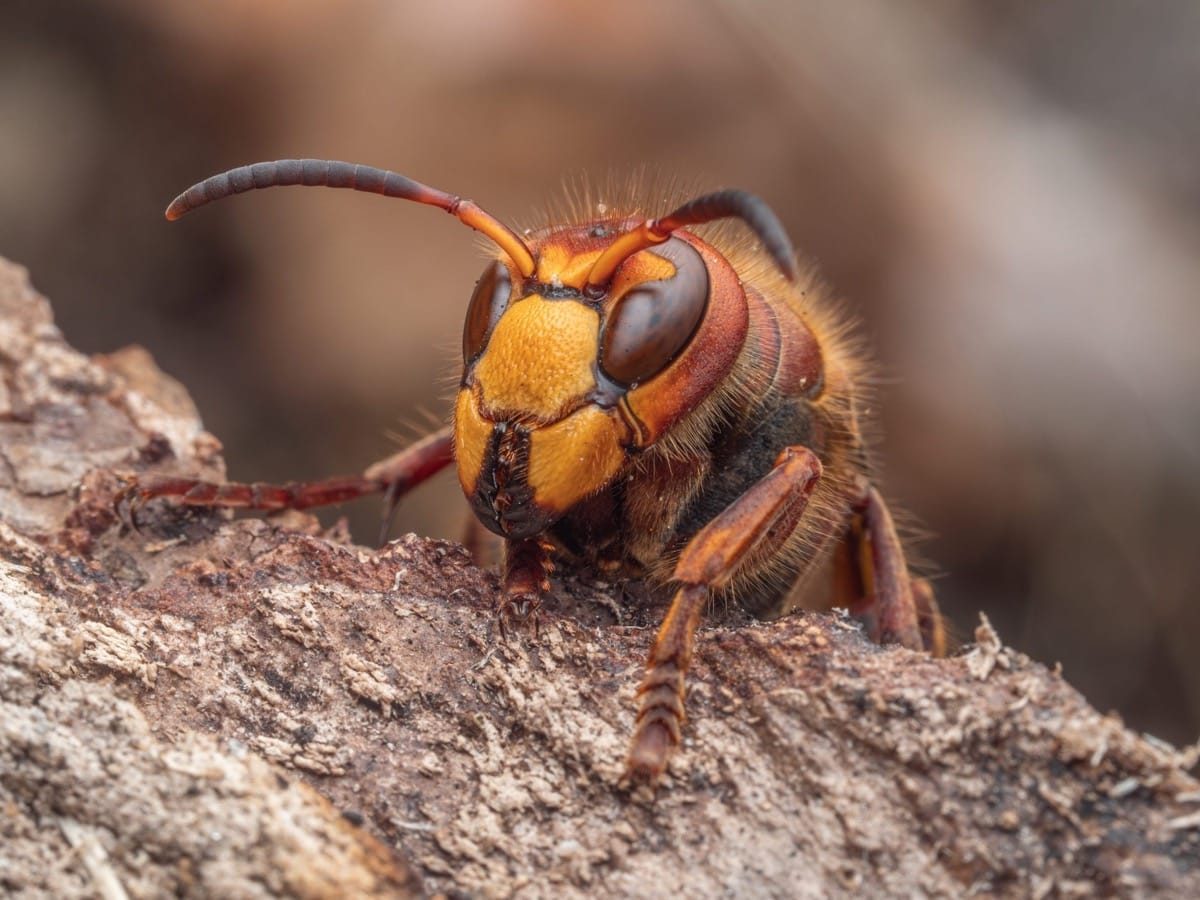 Wasp lifecycle and behavior