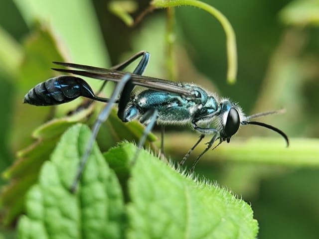 Blue Mud Dauber Wasps