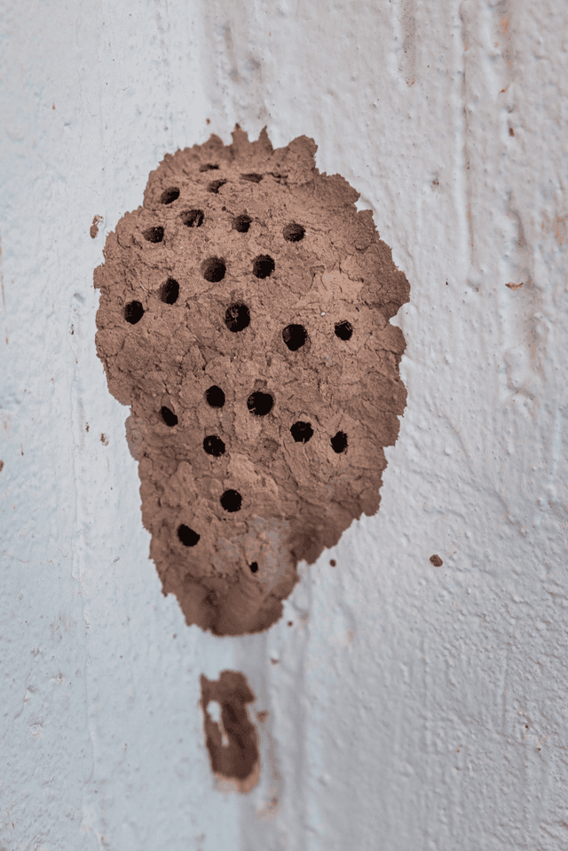 Mud Dauber Nests